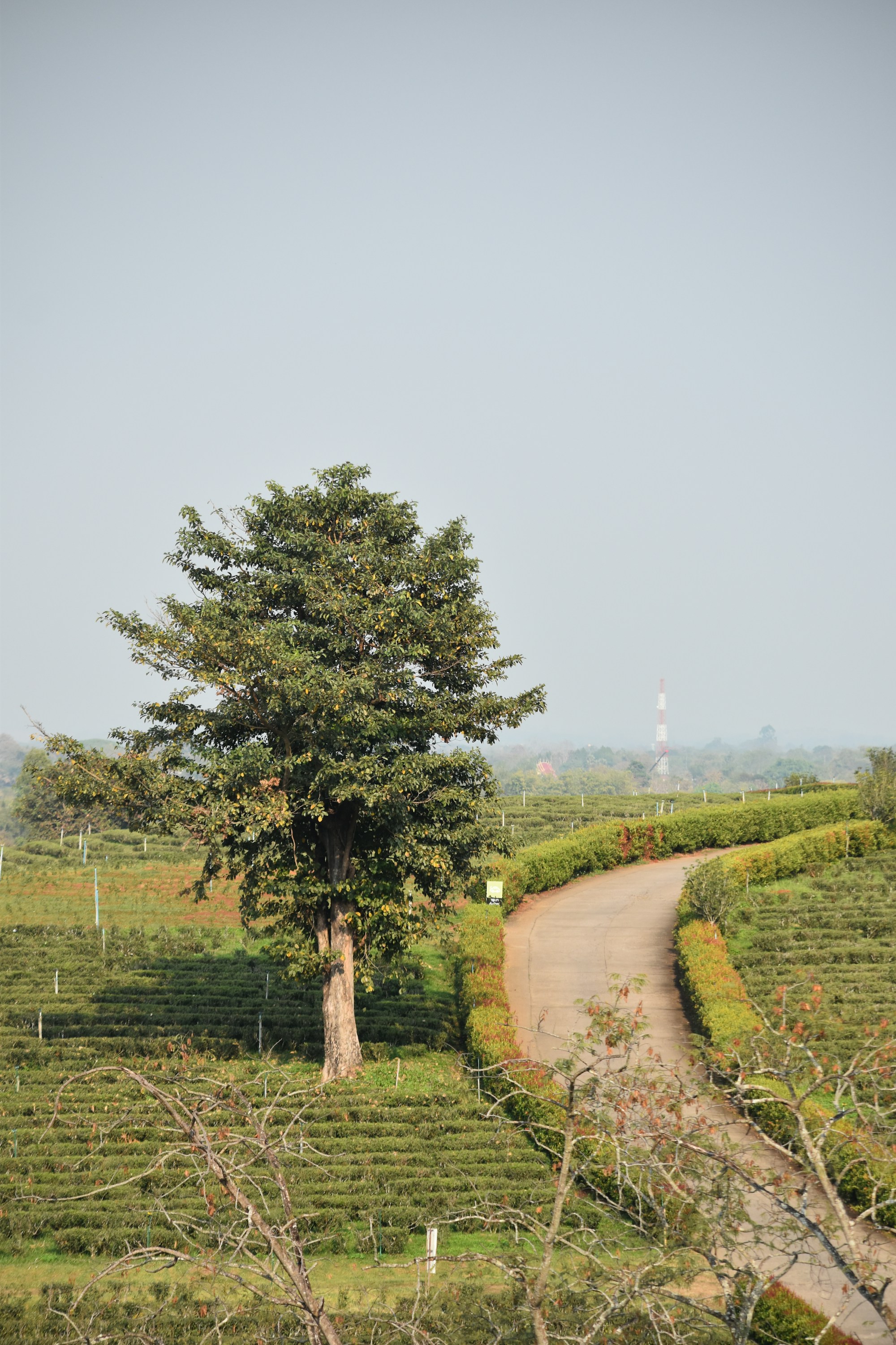Plantación de té entre colinas verdes en Chiang Rai